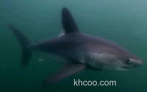 鼠鲨_0