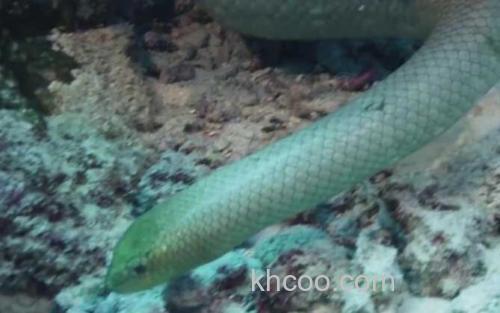 海蛇_0
