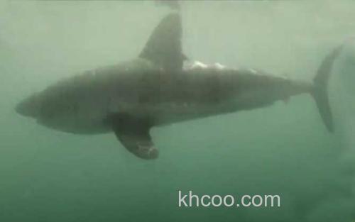 鼠鲨_1