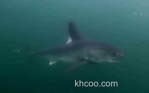 鼠鲨_2