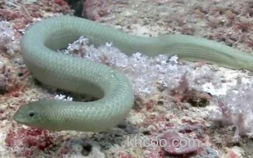 海蛇_0