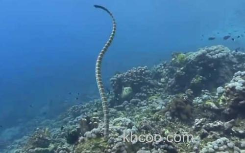 海蛇_1