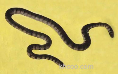 小头海蛇_9