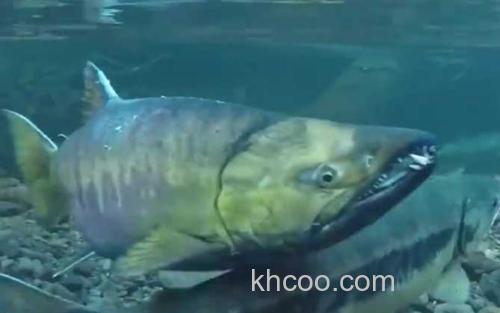 马哈鱼_1