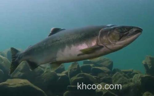 马哈鱼_3