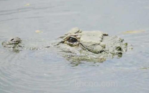扬子鳄_0