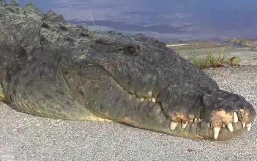 美洲鳄_3