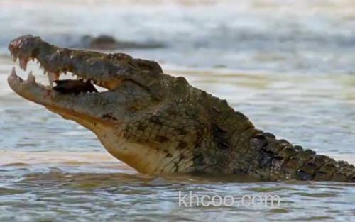 尼罗鳄_1