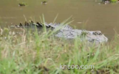 鳄鱼_0