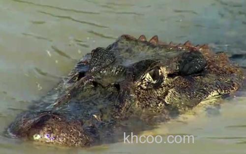 鳄鱼_2