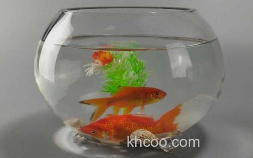 金鱼缸_2
