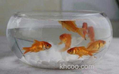 金鱼缸_3