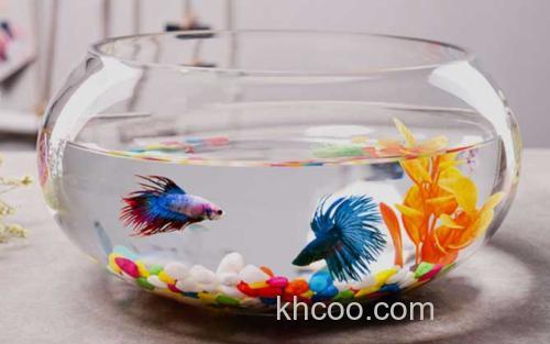 金鱼缸_0
