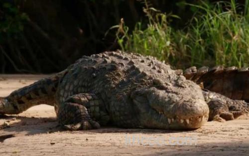 鳄鱼_0