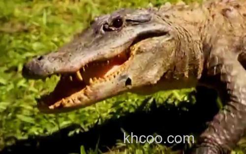 鳄鱼_0