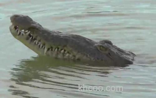 鳄鱼_1
