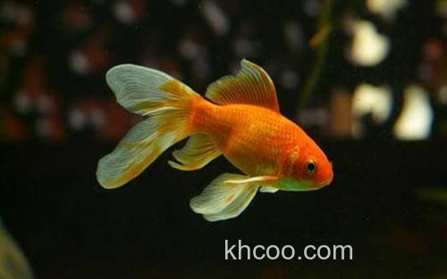 金鱼_1