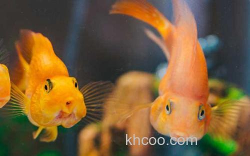 金鱼_2