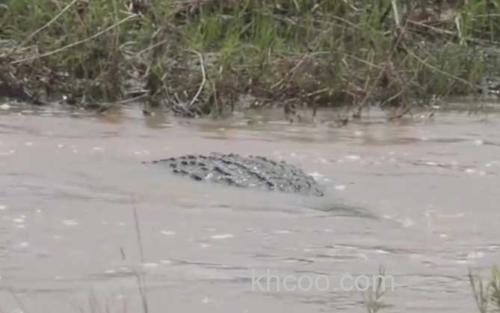 鳄鱼_0