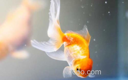 金鱼_2