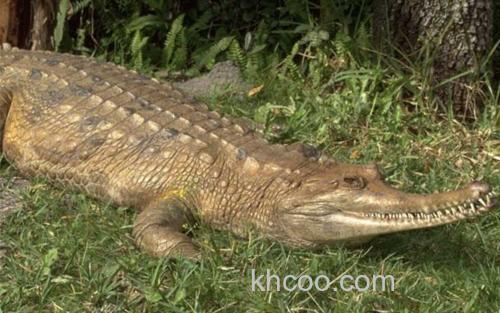 马来鳄_7