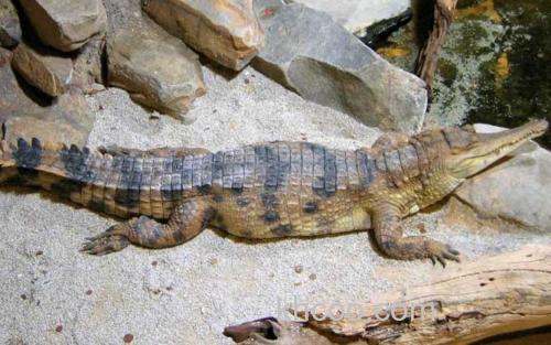 非洲狭吻鳄_9