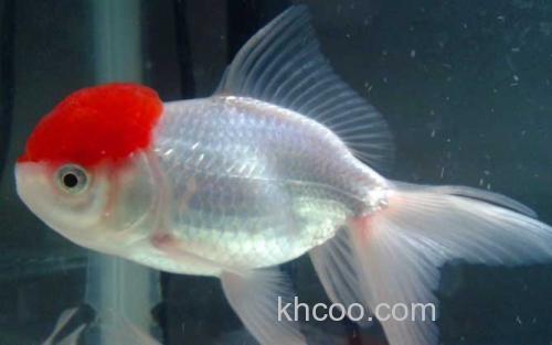 鹤顶红金鱼_2