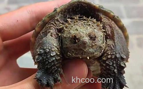 鳄龟_2