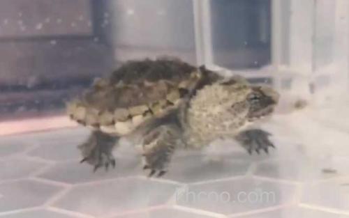 小鳄龟_3