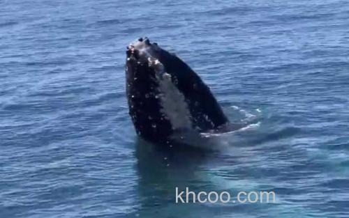 座头鲸_0
