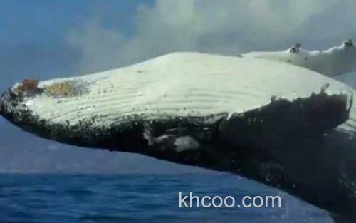 座头鲸_1