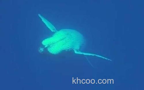 座头鲸_0