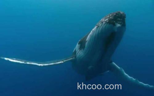 座头鲸_3