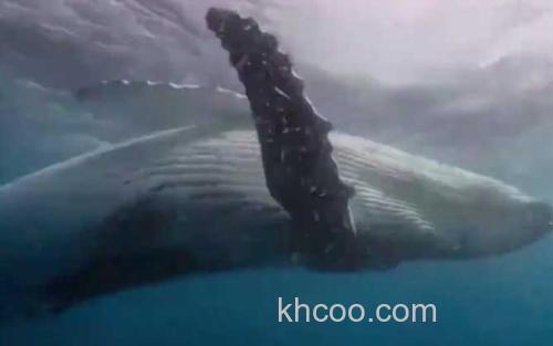 座头鲸_3