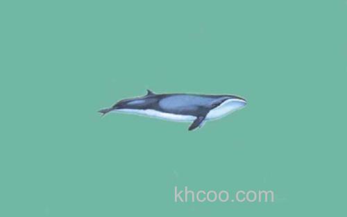 鲸_0