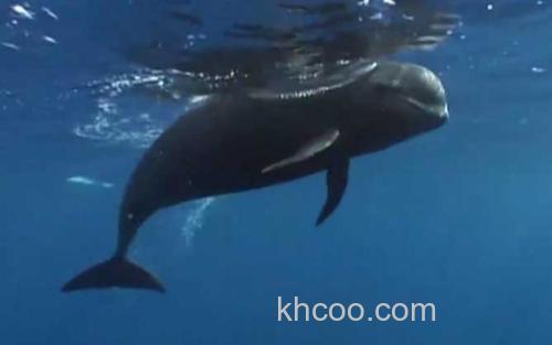 领航鲸_3