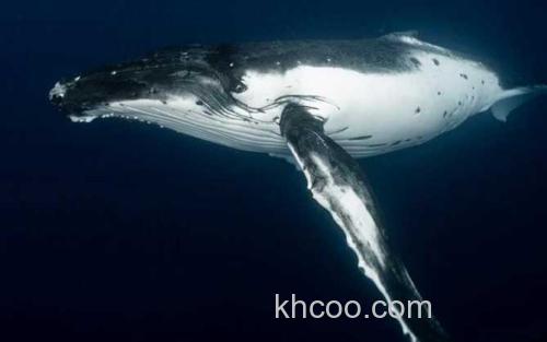 鲸_2
