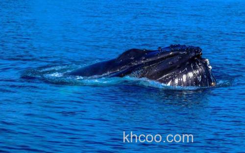 长须鲸_1