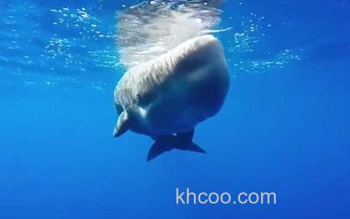 抹香鲸_3