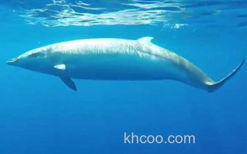 喙鲸_7