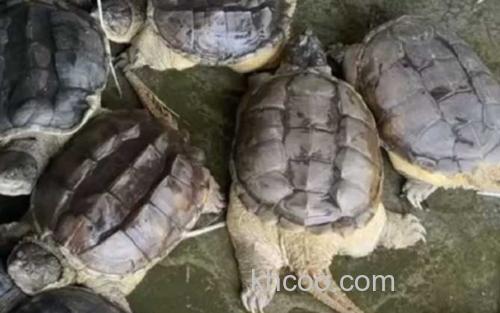 鳄龟_0
