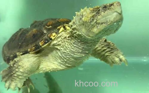 鳄龟_4