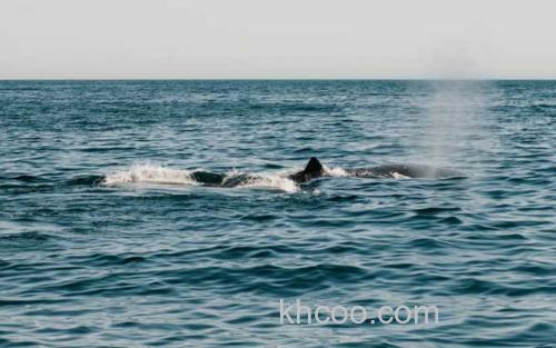 南露脊鲸_0