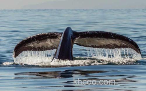 南露脊鲸_2