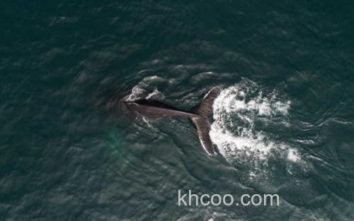 南露脊鲸_3
