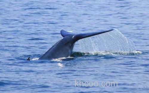 北极露脊鲸_1