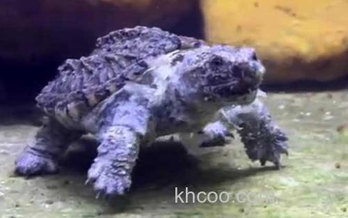 鳄龟_1