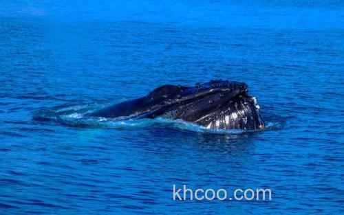 驼背鲸_0
