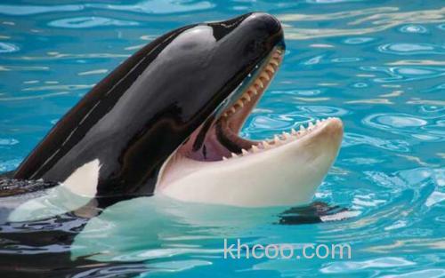逆戟鲸_0