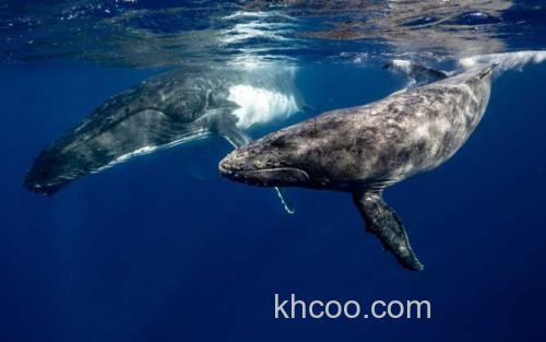 座头鲸_2